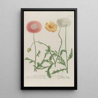 Johann Wilhelm Weinmann - Phytanthoza iconographia Pl173.webp