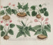 Phytanthoza iconographia Pl. 176 - Johann Wilhelm Weinmann — vista dell’opera