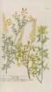 Phytanthoza iconographia Pl179 - Johann Wilhelm Weinmann — vista dell’opera
