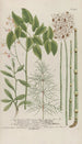 Phytanthoza iconographia Pl202 - Johann Wilhelm Weinmann — vista dell’opera