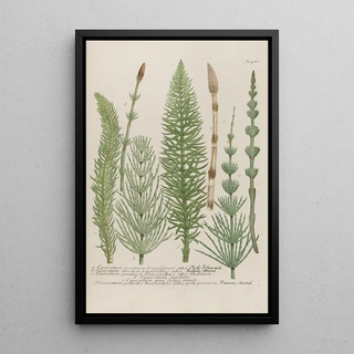 Johann Wilhelm Weinmann - Phytanthoza iconographia Pl203.webp