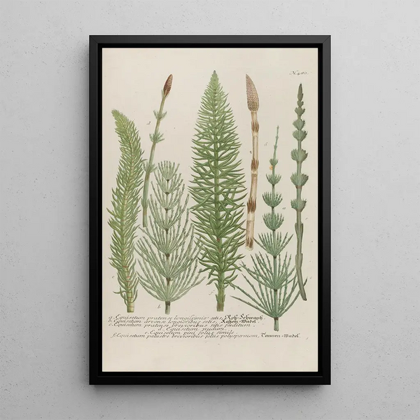 Johann Wilhelm Weinmann - Phytanthoza iconographia Pl203.webp