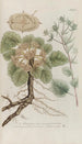 Phytanthoza iconographia Pl209 - Johann Wilhelm Weinmann — vista dell’opera