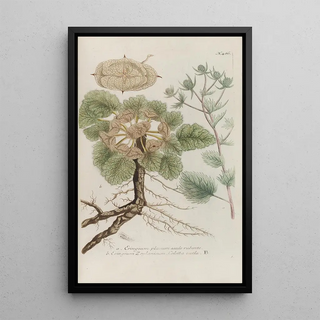 Johann Wilhelm Weinmann - Phytanthoza iconographia Pl209.webp