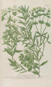 Phytanthoza iconographia Pl211 - Johann Wilhelm Weinmann — vista dell’opera
