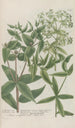 Phytanthoza iconographia Pl213 - Johann Wilhelm Weinmann — vista dell’opera