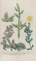 Phytanthoza iconographia Pl230 - Johann Wilhelm Weinmann — vista dell’opera