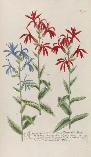 Johann Wilhelm Weinmann - Phytanthoza iconographia Pl235.webp