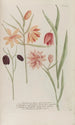 Phytanthoza iconographia Pl240 - Johann Wilhelm Weinmann — vista dell’opera