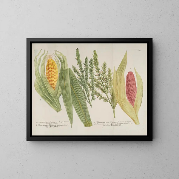 Phytanthoza iconographia Pl241 - Johann Wilhelm Weinmann — quadro incorniciato alla parete