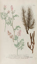 Phytanthoza iconographia Pl242 - Johann Wilhelm Weinmann — vista dell’opera