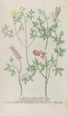 Phytanthoza iconographia Pl243 - Johann Wilhelm Weinmann — vista dell’opera