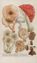 Phytanthoza iconographia Pl245 - Johann Wilhelm Weinmann — vista dell’opera