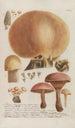Phytanthoza iconographia Pl246 - Johann Wilhelm Weinmann — vista dell’opera