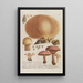 Phytanthoza iconographia Pl246 - Johann Wilhelm Weinmann — quadro incorniciato alla parete