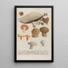Phytanthoza iconographia Pl247 - Johann Wilhelm Weinmann — quadro incorniciato alla parete