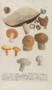 Phytanthoza iconographia Pl247 - Johann Wilhelm Weinmann — vista dell’opera