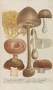 Phytanthoza iconographia Pl248 - Johann Wilhelm Weinmann — vista dell’opera