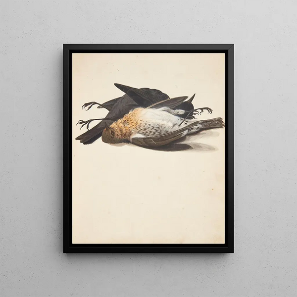 Studio di due morti, sole nero, maschio e femmina sdraiati - Johanna Fosie — quadro incorniciato alla parete