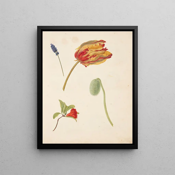 Studio di tulipani e altri fiori - Johanna Fosie — quadro incorniciato alla parete