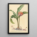 Haemanthus - Johannes Jacob Haid — quadro incorniciato alla parete