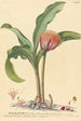 Haemanthus - Johannes Jacob Haid — vista dell’opera