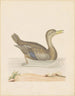 Canard rouan - John Abbot — vista dell’opera
