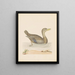 Canard rouan - John Abbot — quadro incorniciato alla parete