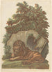 Le lion - John Baptist Jackson — vista dell’opera