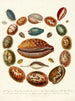 Encyclopédie londinensis Conchology Pl 03 - John Chapman — vista dell’opera