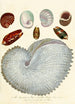 Encyclopaedia londinensis Conchyliologie Pl 04 - John Chapman — vista dell’opera