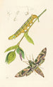Entomologia britannica - John Curtis — vista dell’opera