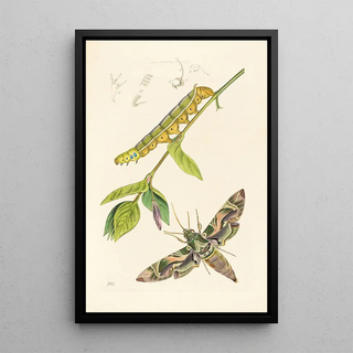 John Curtis - British Entomology.webp