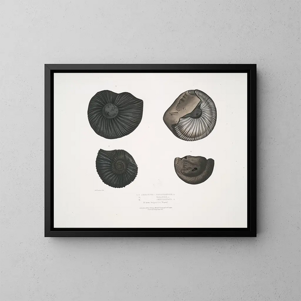 Ammonites népalensis Ammonites wallichii Ammonites tenuistnata - John Edward Gray — quadro incorniciato alla parete