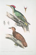 Pic de l'Almorah Picus dimidiatus 2 Pic indien roux Picus rufus - John Edward Gray — vista dell’opera