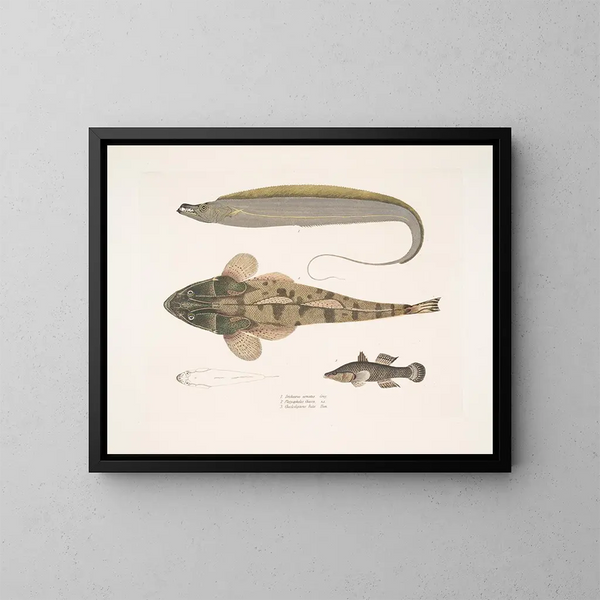 1 Coda di cavallo armata Trichiurus armatus 2 Platycephalus chacca 3 Cheilodipterus indiano - John Edward Gray — quadro incorniciato alla parete