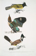 Brachype à tête noire Brachypus melanocephalus 2 Pelta à queue courte Pitta Pelta Pitta brachyura - John Edward Gray — vista dell’opera