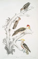 Pic brun Picus Molluccensis Mâle et Femelle 2 Pic Mahratta Picus Mahrattensis Mâle et Femelle - John Edward Gray — vista dell’opera