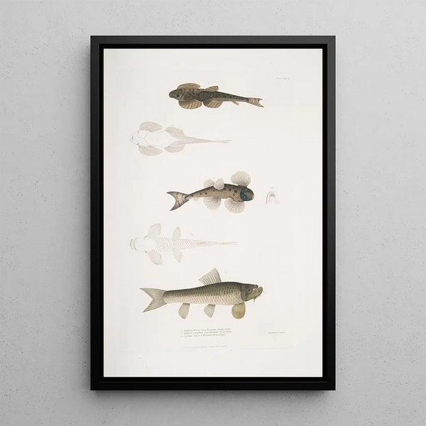 John Edward Gray - 1 Bruces Balitora Balitora Brucei Mountain Stream India 2 Spotted Balitora Balitora maculata Mountain Stream India.webp