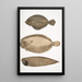 Plie chinoise Platessa Chinensis 2 Plie du Dr Russell Platessa Russellii 3 Soglio senza pinne a linee corte Plagusia abbreviata Cina - John Edward Gray — quadro incorniciato alla parete