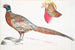 Fagiano con collare cinese Phasianus torquatus 2 Testa del fagiano dorato comune Chrysolophus pictus - John Edward Gray — vista dell’opera