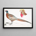 Fagiano con collare cinese Phasianus torquatus 2 Testa del fagiano dorato comune Chrysolophus pictus - John Edward Gray — quadro incorniciato alla parete