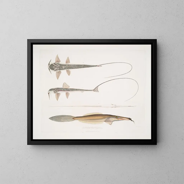 Serpente a sonnette di coach Sisor Sisor Rabdophorus Janma Pesce a rete barbuto Balistes Anacanthus barbatus - John Edward Gray — quadro incorniciato alla parete