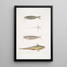 Acanthonote di Cuvier Silurus Acanthonotus Cuvieri 2 Ailia du Bengale Malapterus Ailia Bengalensis - John Edward Gray — quadro incorniciato alla parete