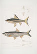 Carpe de Hamilton Cyprinus Bangana Hamiltonii Taille naturelle 2 Carpe Goha Cyprinus Leuciscus Goha - John Edward Gray — vista dell’opera