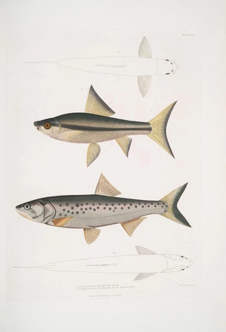 John Edward Gray - 1 Hamiltons Carp Cyprinus Bangana Hamiltonii Nat size 2 Goha Carp Cyprinus Leuciscus Goha.webp