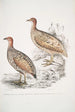 Francolin de Hepburn Perdix Hepburnii 2 Perdix Hepburnii var Pallida odypore - John Edward Gray — vista dell’opera