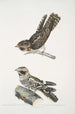 Engoulevent indien Caprimulgus Indicus 2 Engoulevent de Bombay Caprimulgus Asiaticus - John Edward Gray — vista dell’opera