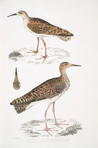 John Edward Gray - 1 Indian Sandpiper Totanus Indicus 2 Bhegondee Bhegondic Snipe Limosa Hardwickii.webp