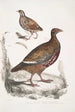 Perdrix Lerwa Perdix Lerwa 2 Caille à bec rouge Coturnix erythrorhyncha - John Edward Gray — vista dell’opera